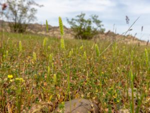 Phleum hirsutum