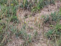 Phleum phleoides Hammar, Ystad, Skåne, Sweden 20160727_0047