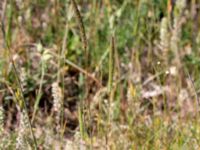 Phleum phleoides Vitemölla strövområde, Simrishamn, Skåne, Sweden 20160606_0170