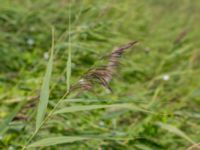 Phragmites australis Tygelsjö ängar, Malmö, Skåne, Sweden 20150730_0052