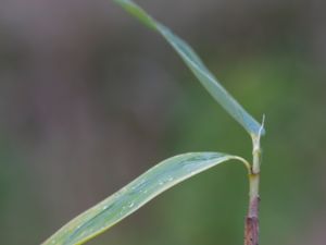 Phyllostachys aureosulcata - Sicksackbambu