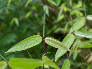 Phyllostachys reticulata - Madake - Timmerbambu