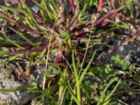 Poa annua Packhusgatan, Malmö, Skåne, Sweden 20160522_0014