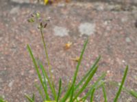 Poa annua World Maritime University, Malmö, Skåne, Sweden 20150614_0026