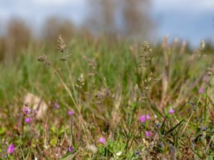 Poa bulbosa - Bulbous Meadow-grass - Knölgröe