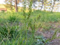 Poa bulbosa Chalaubani, Kakheti, Georgia 20180426_3338