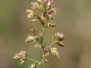 Poa compressa - Flattened Meadow-grass - Berggröe