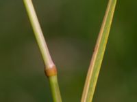 Poa palustris Järnvägsbron Lunds reningsverk, Lund, Skåne, Sweden 20190708_0009