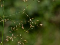 Poa palustris Järnvägsbron Lunds reningsverk, Lund, Skåne, Sweden 20190708_0011