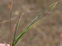 Poa pratensis ssp. angustifolia Näsbyfältet, Kristianstad, Skåne, Sweden 20180727_0135