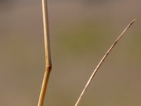 Poa pratensis ssp. angustifolia Näsbyfältet, Kristianstad, Skåne, Sweden 20180727_0140