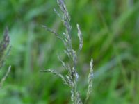 Poa pratensis ssp. pratensis Fuktäng, Gyllins trädgård, Malmö, Skåne, Sweden 20200512_0076