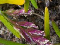 Poa supina Bro, Löddeköpinge, Kävlinge, Skåne, Sweden 20160419_0007B