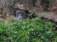 Sasa oshidensis Bälganet, Ronneby, Blekinge, Sweden 20160410_0191