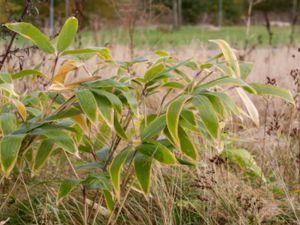 Sasa palmata - Broadleaf Bamboo - Palmbladsbambu