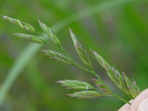 Schedonorus arundinaceus - Tall Fescue - Rörsvingel