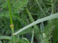 Schedonorus arundinaceus ssp. uechtritzianus Lappögatan, Malmö, Skåne, Sweden 20170826_0035