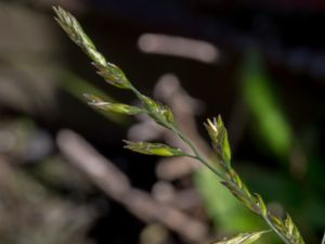 Schedonorus pratensis - Meadow Fescue - Ängssvingel