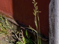 Schedonorus pratensis Centralen, Malmö, Skåne, Sweden 20150619_0026