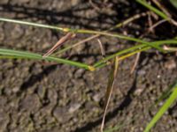 Schedonorus pratensis Centralen, Malmö, Skåne, Sweden 20150619_0032