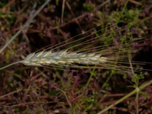 Secale cereale - Rye - Råg