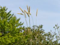 Secale sereale Blåherremölla, Simrishamn, Skåne, Sweden 20190719_0008