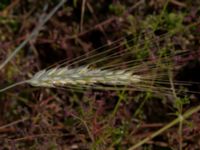 Secale sereale Blåherremölla, Simrishamn, Skåne, Sweden 20190719_0014