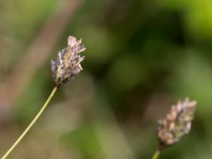 Sesleria uliginosa - Älväxing