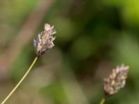 Sesleria uliginosa Gyetorpskärret, Kristianstad, Skåne, Sweden 20170610_0093