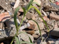 Setaria italica Jordhögar S grodreservatet, Norra hamnen, Malmö, Skåne, Sweden 20160924_0011