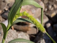 Setaria italica Jordhögar S grodreservatet, Norra hamnen, Malmö, Skåne, Sweden 20160924_0012