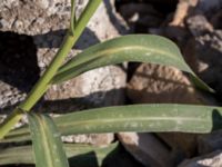 Setaria italica Jordhögar S grodreservatet, Norra hamnen, Malmö, Skåne, Sweden 20160924_0013