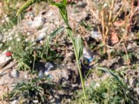 Setaria italica Jordhögar S grodreservatet, Norra hamnen, Malmö, Skåne, Sweden 20160924_0022