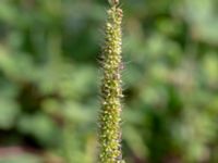 Setaria verticillata Ulricedal, Malmö, Skåne, Sweden 20200822_0035