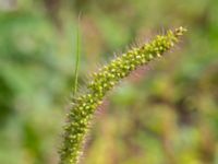 Setaria verticillata Ulricedal, Malmö, Skåne, Sweden 20200822_0045