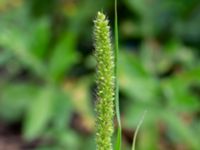 Setaria verticillata Ulricedal, Malmö, Skåne, Sweden 20200822_0057