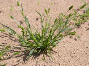 Setaria viridis - Green Bristle-grass - Kavelhirs