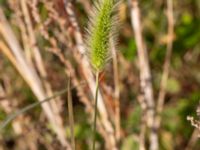 Setaria viridis F.d. koloniområde Östra odlingsområdet, Malmö, Skåne, Sweden 20240905_0021