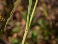 Setaria viridis F.d. koloniområde Östra odlingsområdet, Malmö, Skåne, Sweden 20240905_0022