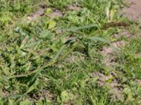 Sorghum halepense Kälkestad, Oppmannasjön, Kristianstad, Skåne, Sweden 20160827_0103