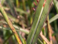 Sorghum halepense Svanetorpsvägen, Åkarp, Lomma, Skåne, Sweden 20170930_0018