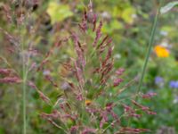 Sorghum halepense Syster Ellens stig, Klagshamn, Malmö, Skåne, Sweden 20200828_0034