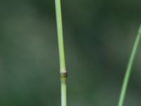 Trisetum flavescens Ekologen, Lund, Skåne, Sweden 20160608_0033