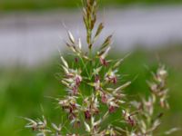 Trisetum flavescens Lodgatan, Malmö, Skåne, Sweden 20190519_0010