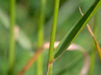 Trisetum flavescens Lodgatan, Malmö, Skåne, Sweden 20190519_0012