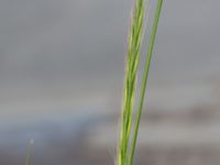 Vulpia myuros Centralen, Malmö, Skåne, Sweden 20150619_0006