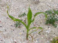 Zea mays Jordhögar S grodreservatet, Norra hamnen, Malmö, Skåne, Sweden 20160729_0007