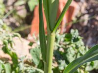 Zea mays Jordhögar S grodreservatet, Norra hamnen, Malmö, Skåne, Sweden 20160731_0013