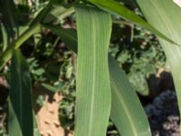 Zea mays Jordhögar S grodreservatet, Norra hamnen, Malmö, Skåne, Sweden 20160731_0015