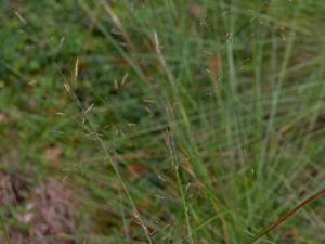 Agrostis canina - Velvety Bentgrass - Brunven